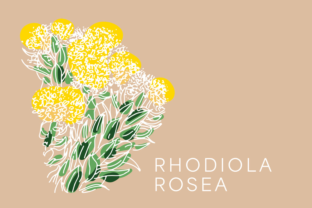Anti Anxiety Key-Ingredient #2: Rhodiola Rosea